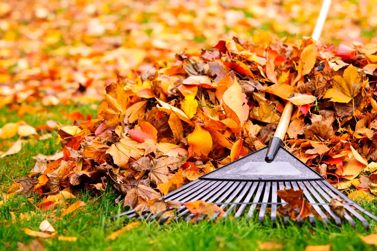 Ramassage de feuilles mortes et fermeture de terrain à Laval