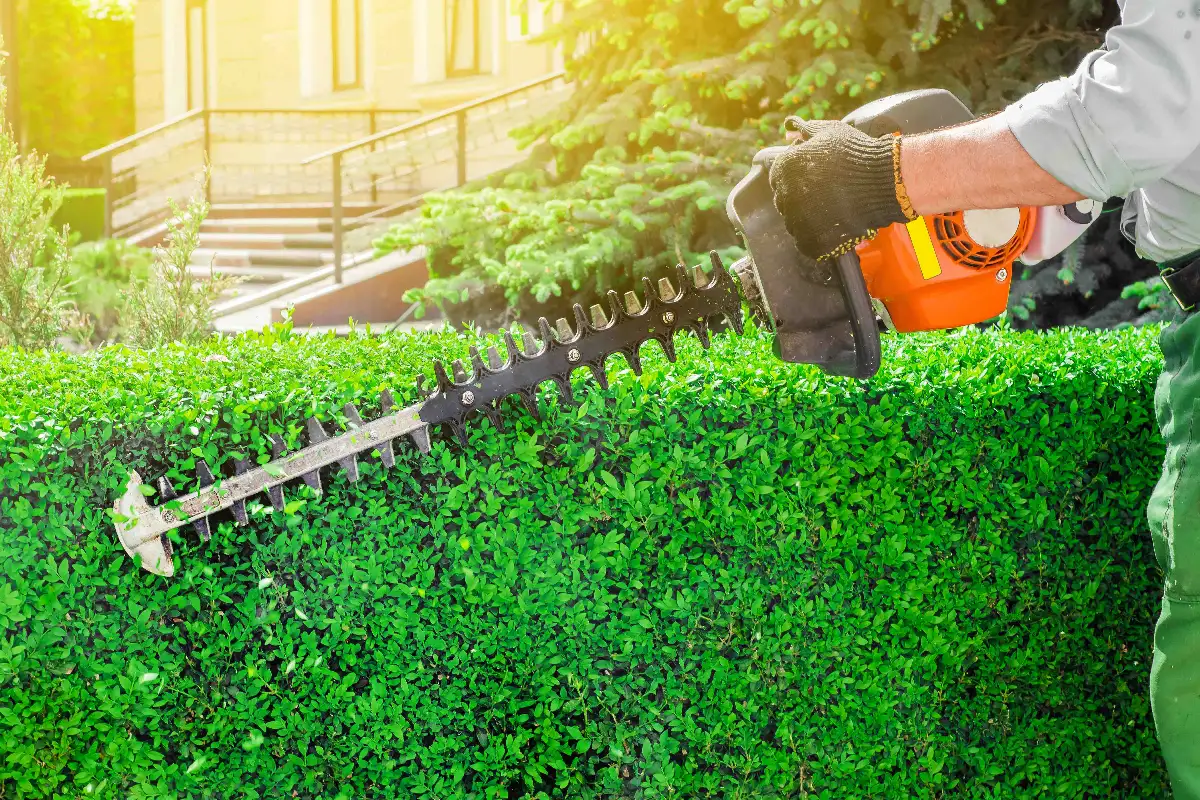 Taille de haie de cèdres résidentielle à Laval